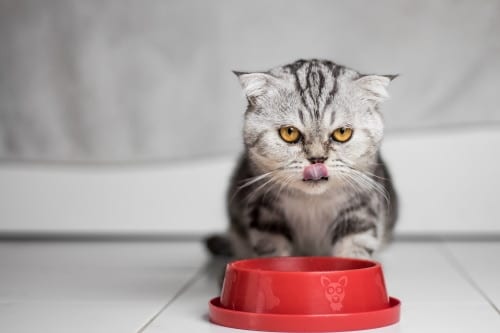 A cat eating cat food