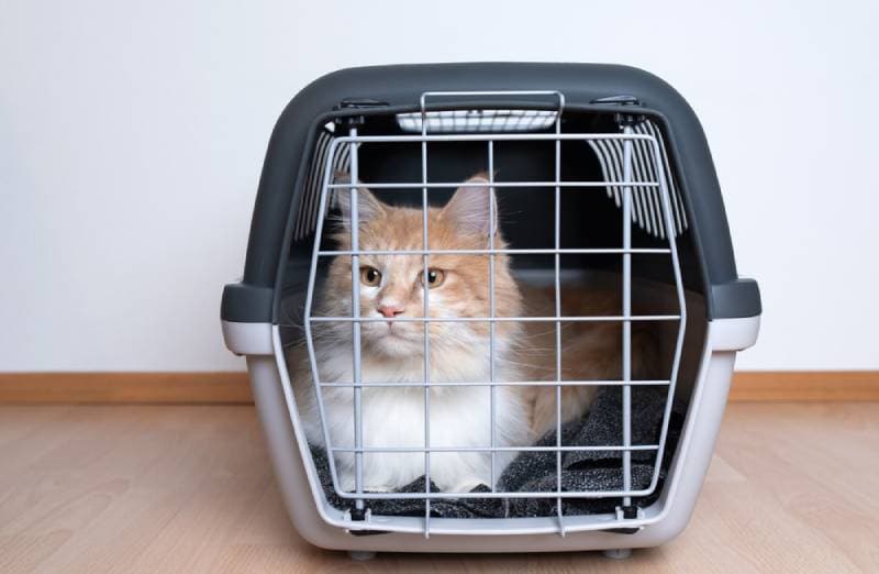 a cat in a travel carrier