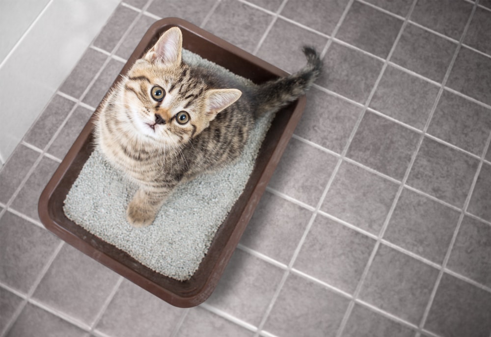 https://www.catster.com/wp-content/uploads/2023/12/A-cat-on-top-of-clay-cat-litter.jpg