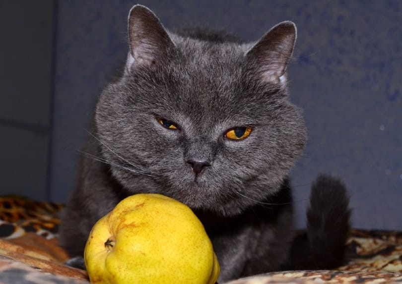 A cat sits near a ripe yellow pear