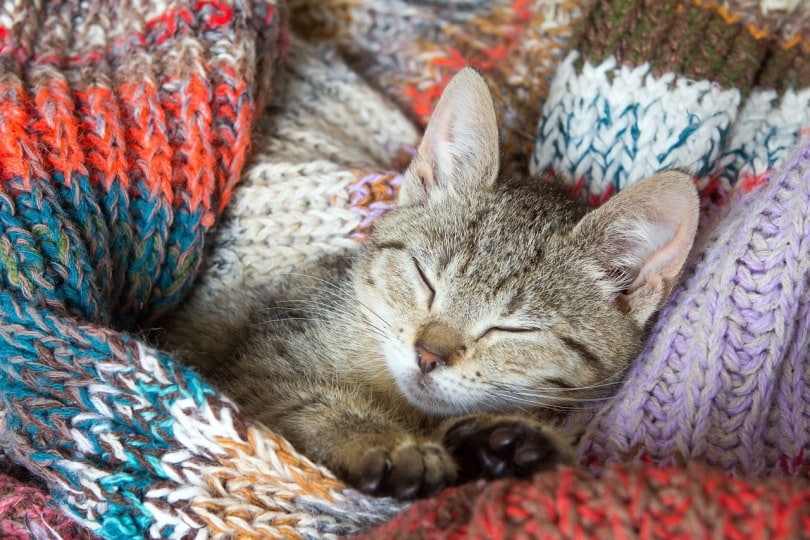 A cat sleeping between croshceted linen