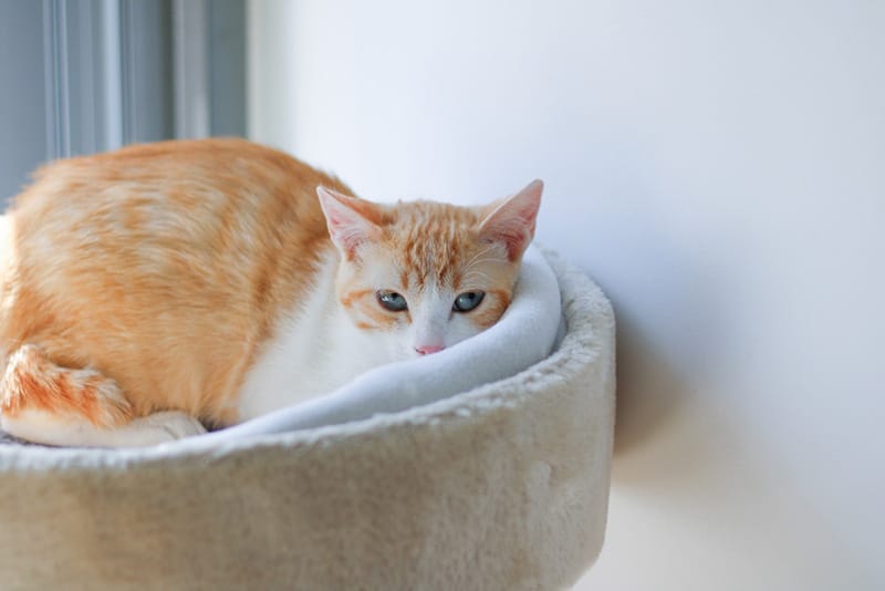 A closeup shot of an Anatolian cat lying in her bed