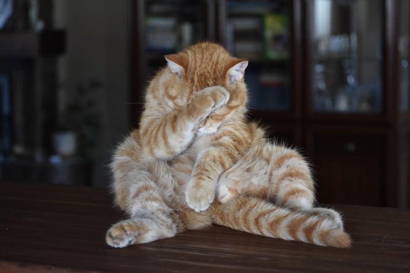 A fat cat sitting on the table