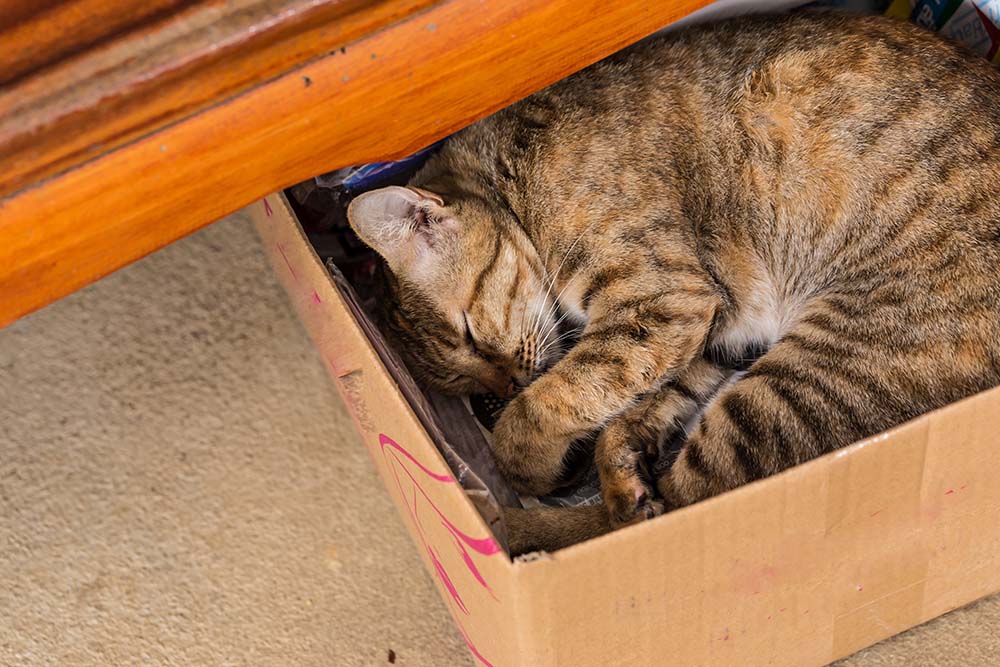A ginger cat sleeps in box paper, selective focus