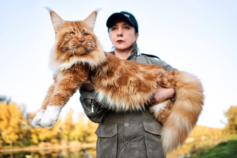 A girl holding in arms a huge maine coon cat