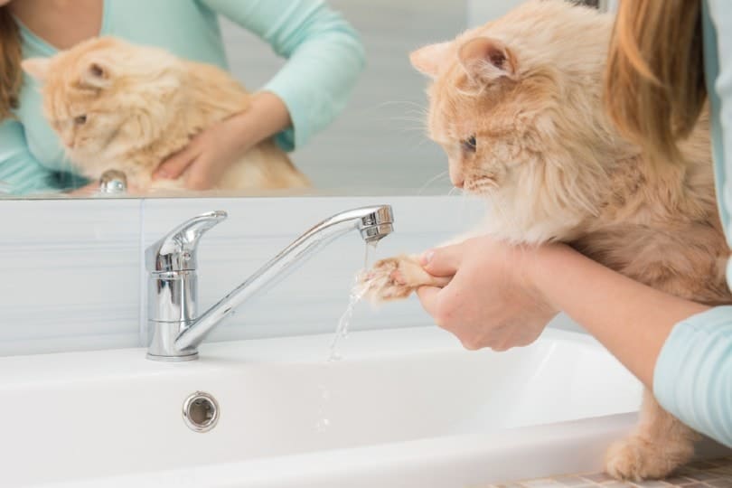 A girl washes a cat's paw