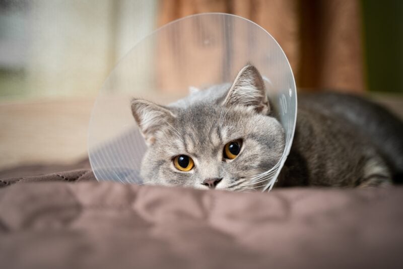 A gray Scottish straight-eared cat in a platsik veterinary collar