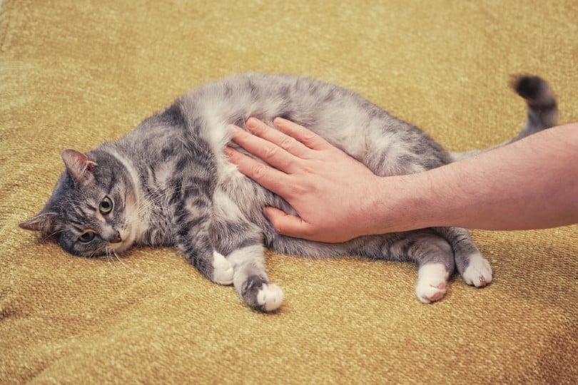 A man hand strokes a cat on a sore stomach