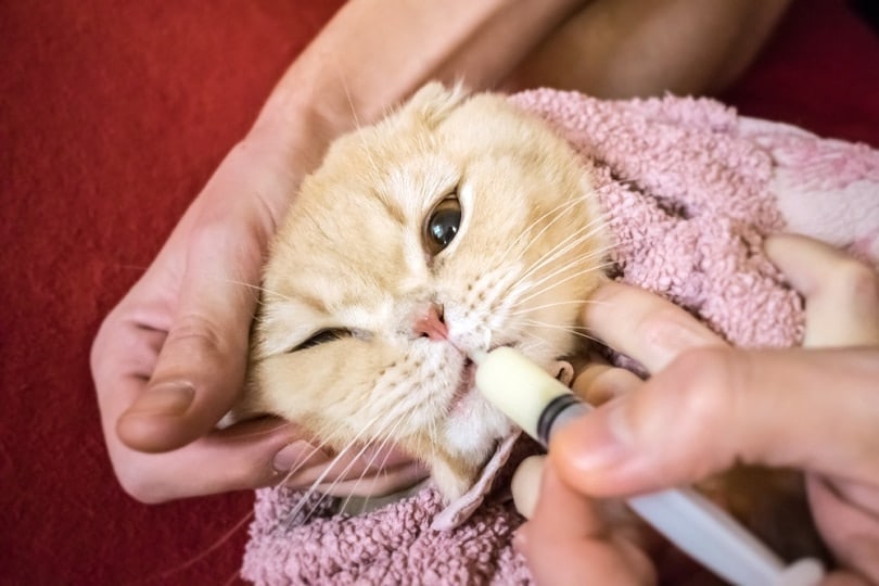 A medicine given to a cat