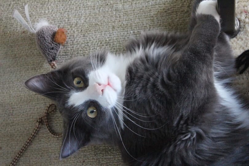 A playful cat with toys