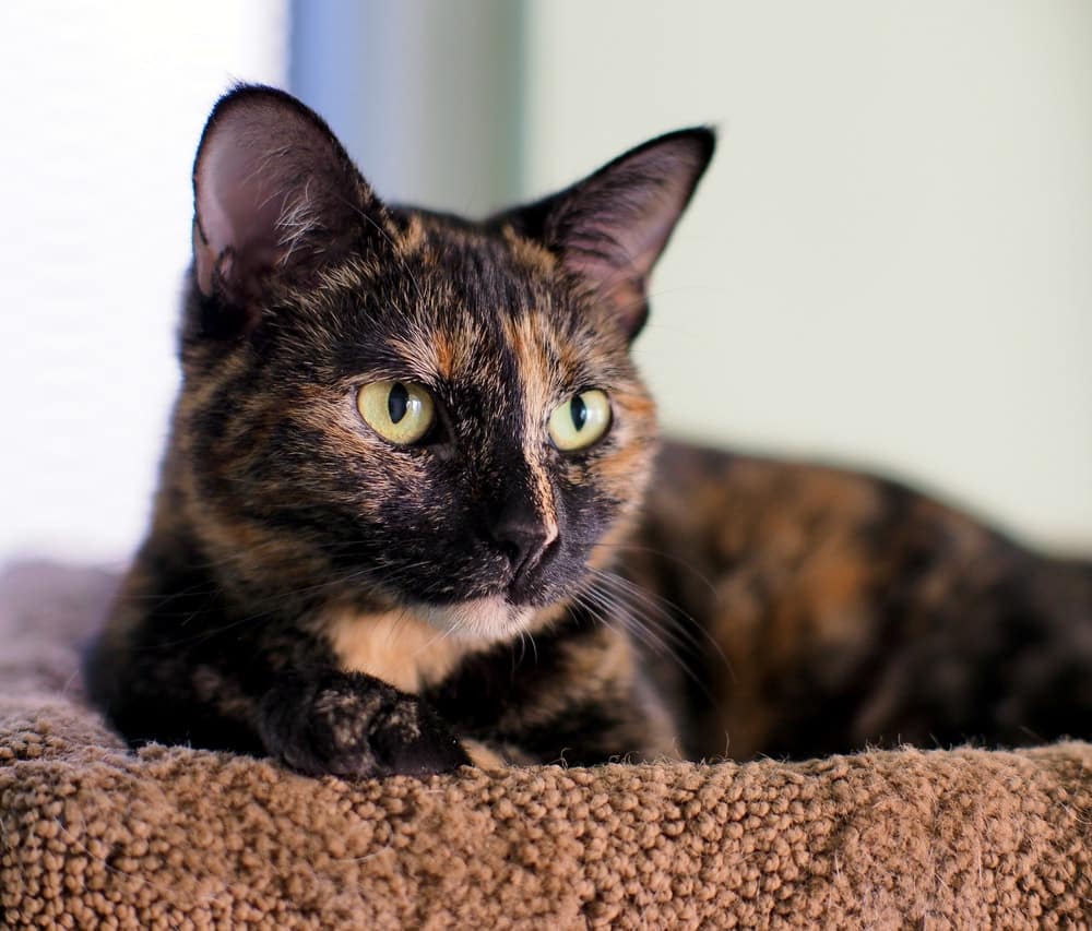 A tortoiseshell cat in a bed