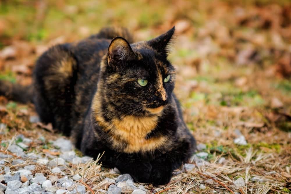 A tortoiseshell cat in the nature