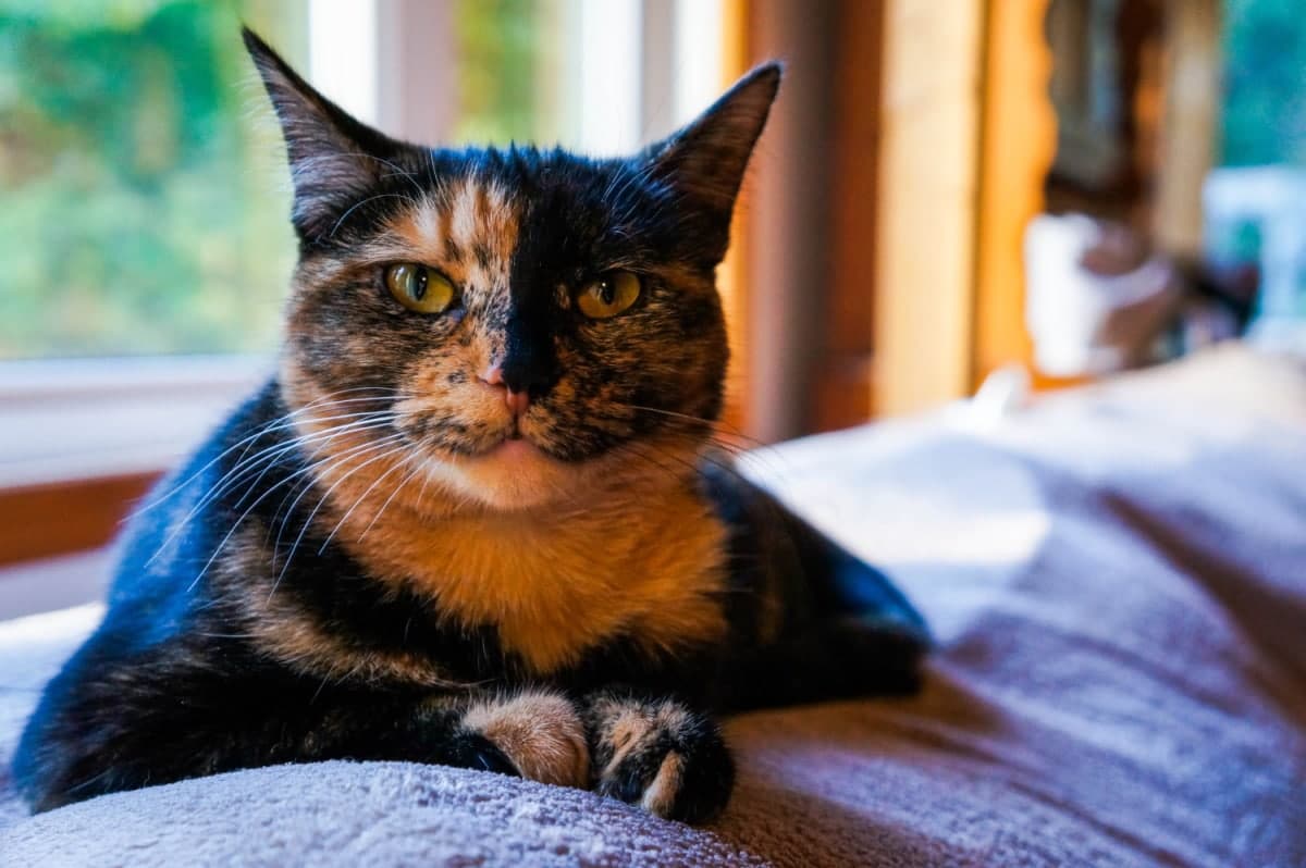 Tortoiseshell cat