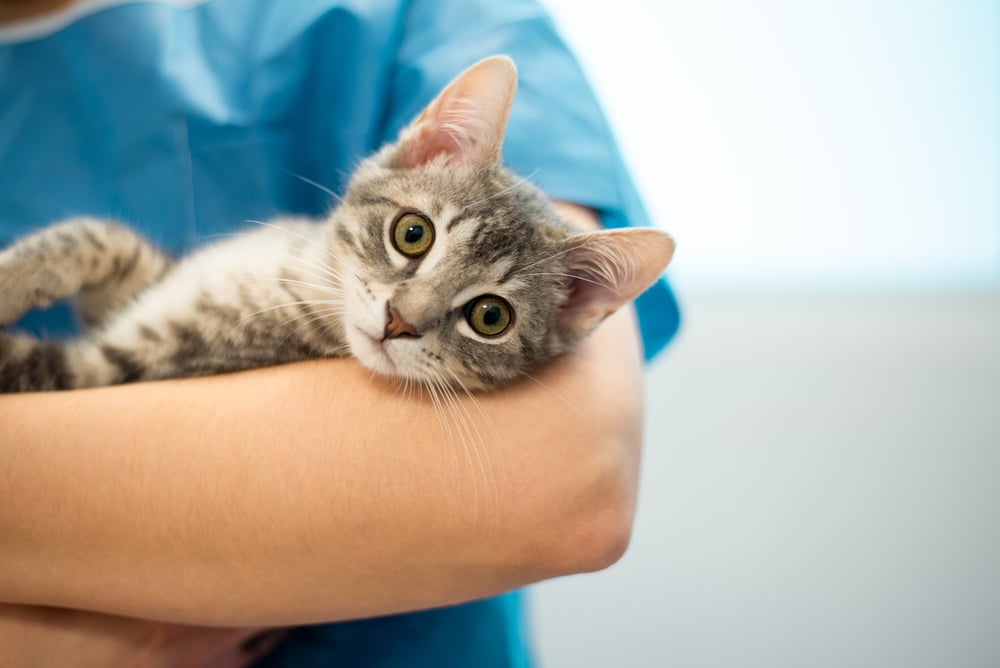 A veterinarian holding a cat