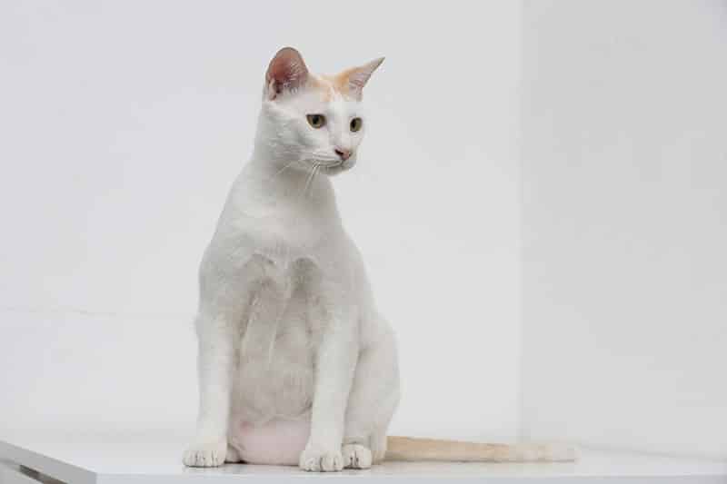 A white cat has primordial pouch