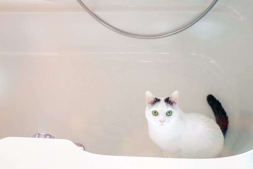 A white cat sits in an empty tub