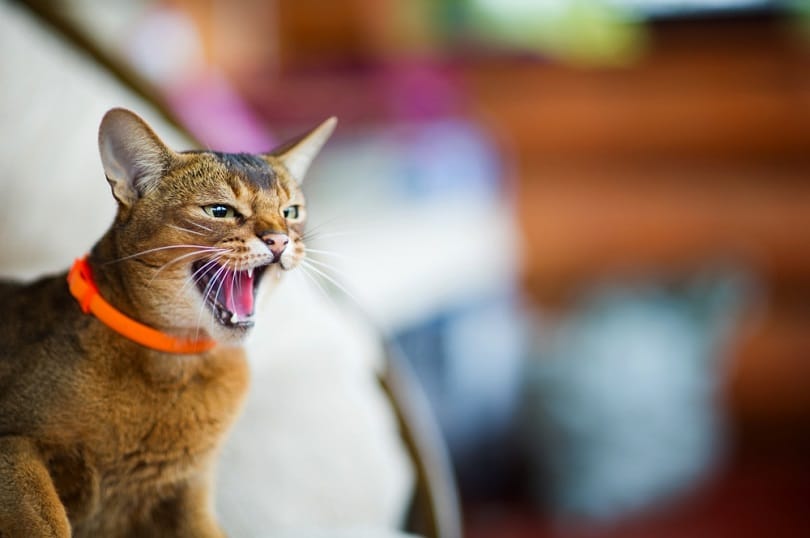 Abyssinian cat opened its mouth_Slava Dumchev_shutterstock