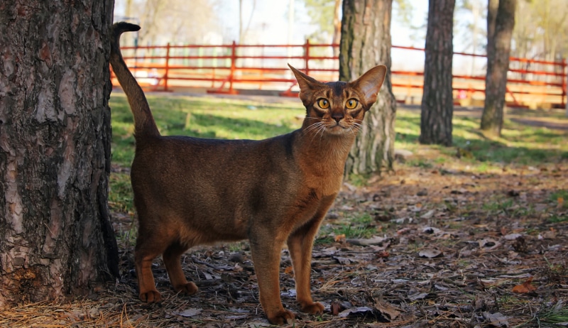 Abyssinian cat walking in park