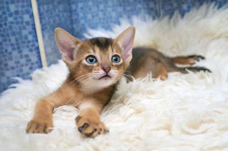 Abyssinian kitten