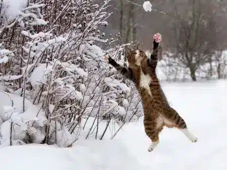 Adorable Snow Kitty by buzz feed