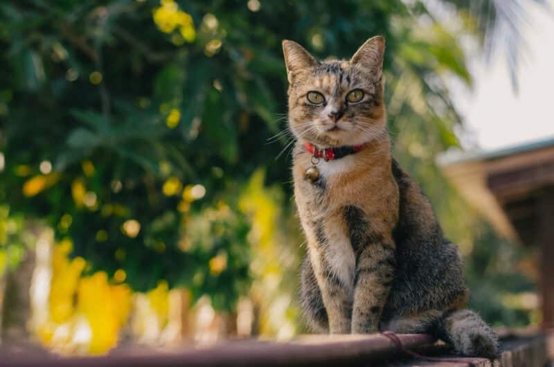 Adorable brown color domestic cat sitting and enjoy herself on fence of the house