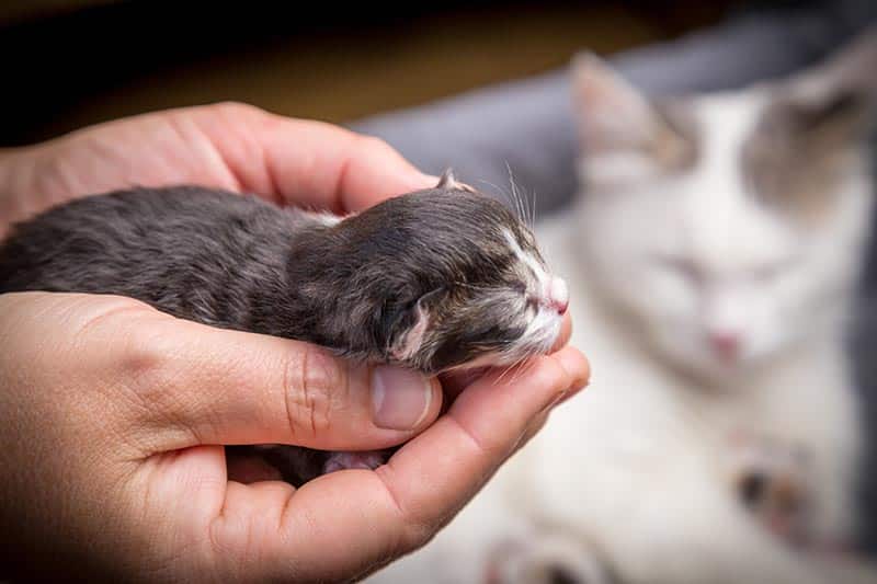 Adorable little tabby newborn kitten sleeping in woman hands