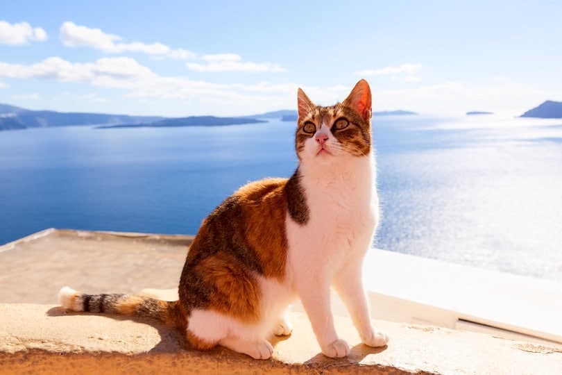 Aegean Cat_pinggr_shutterstock