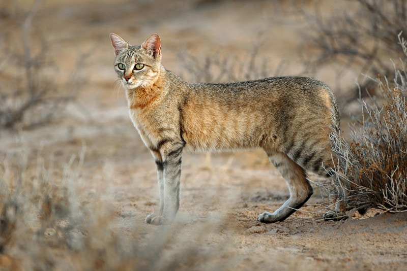 African Wildcats