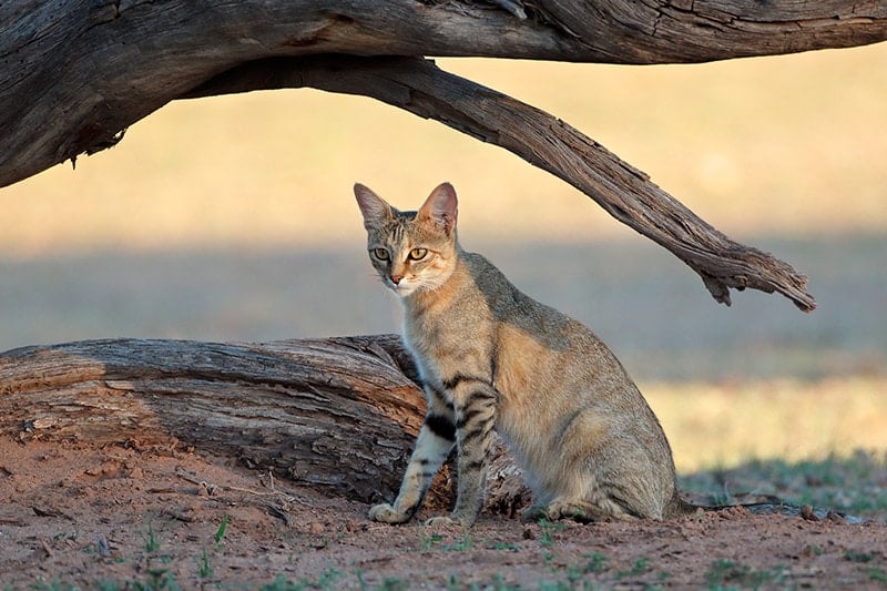 African wildcat