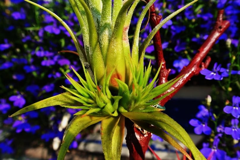 Air plant grafted on driftwood