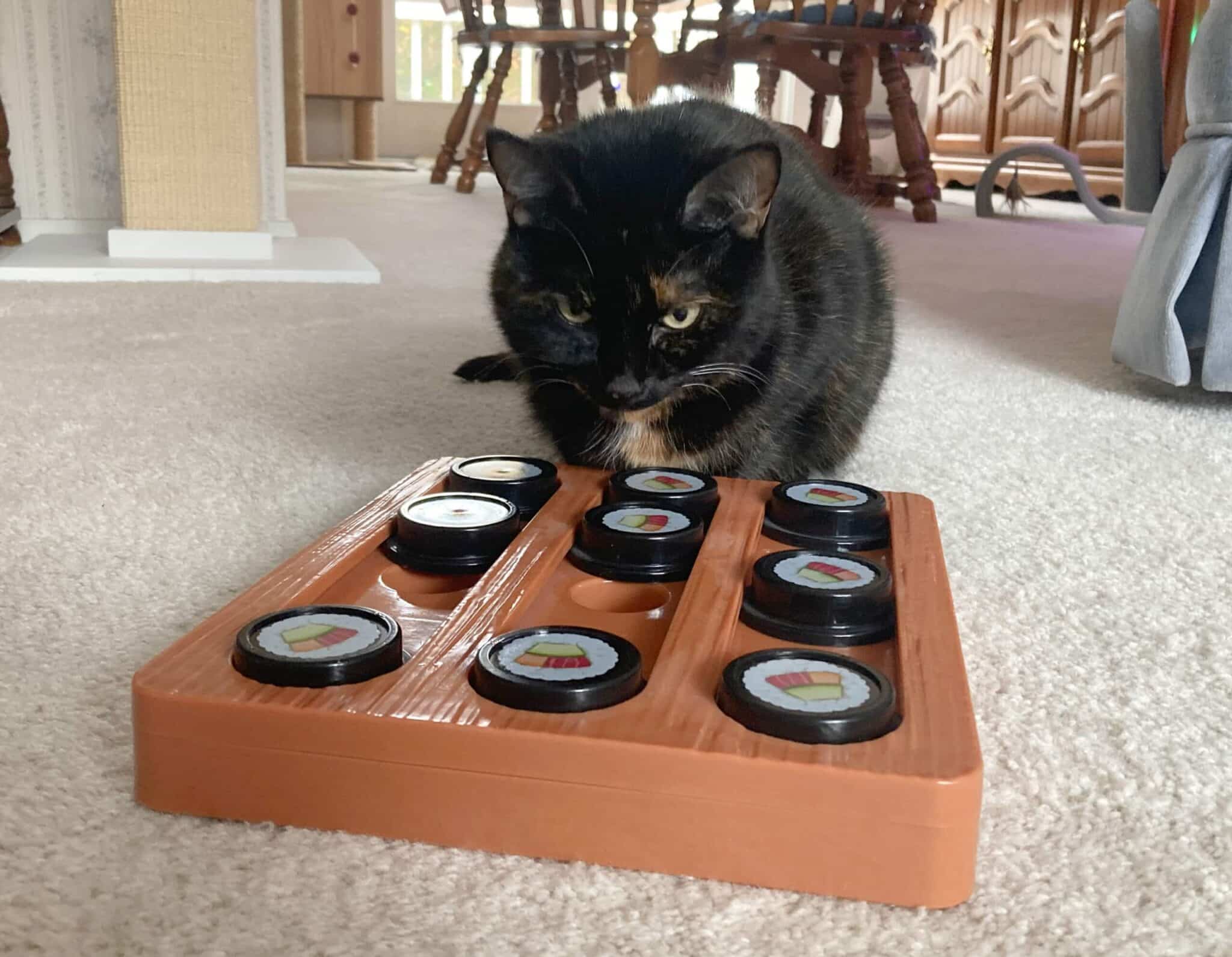 Does Your Cat Need a Puzzle Toy? What the Science Says