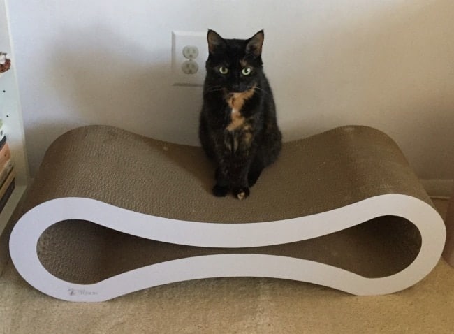 cat-scratch-lounge