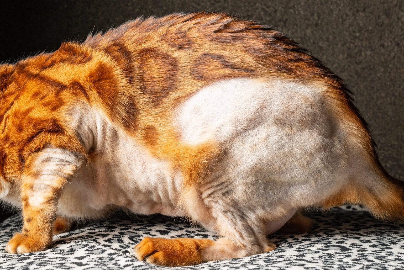 bengal cat with alopecia, neurodermatitis