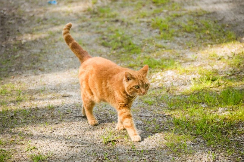 American Polydactyl cat walking outside