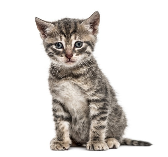 American Polydactyl Cat Breed Info: Pictures, Temperament & Traits - Catster