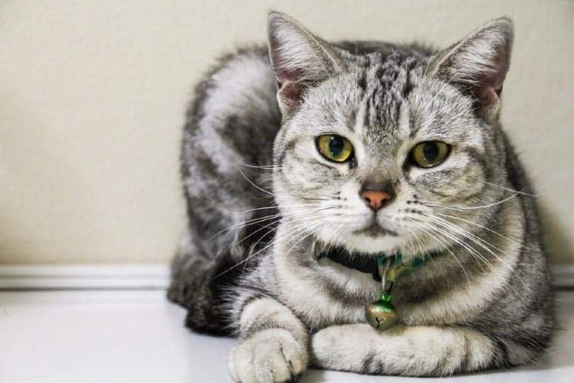 American Short Hair tabby cat