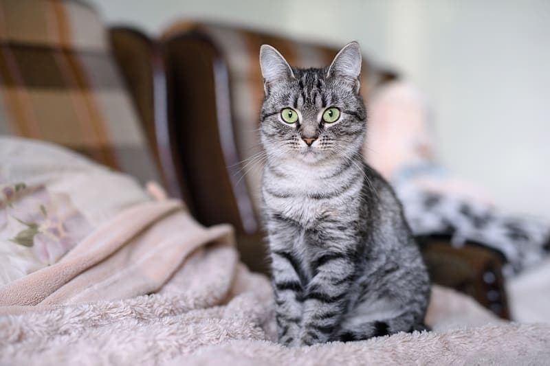 American Shorthair Cat_shutterstock_Lalandrew