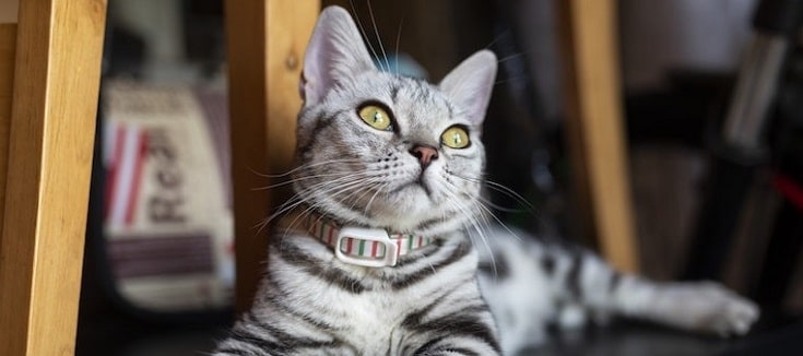 American Shorthair