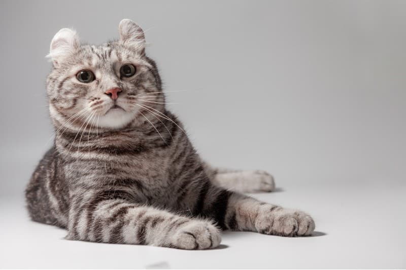 American curl cat Silver tabby color