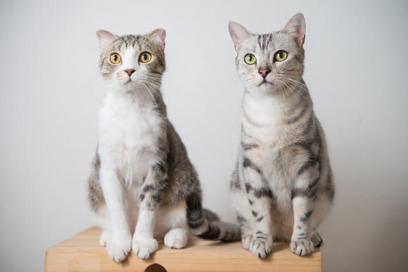 American shorthair and Scottish fold cat sitting on wooden box