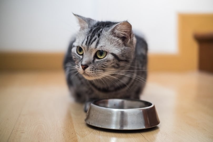 American shorthair cat eating at home