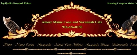 Amore maine coon logo