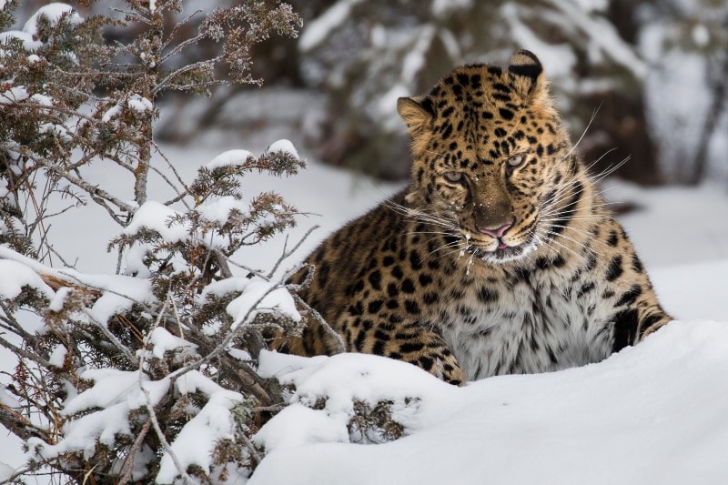 Amur Leopard