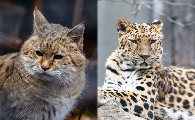 Amur forest cat and Amur leopard