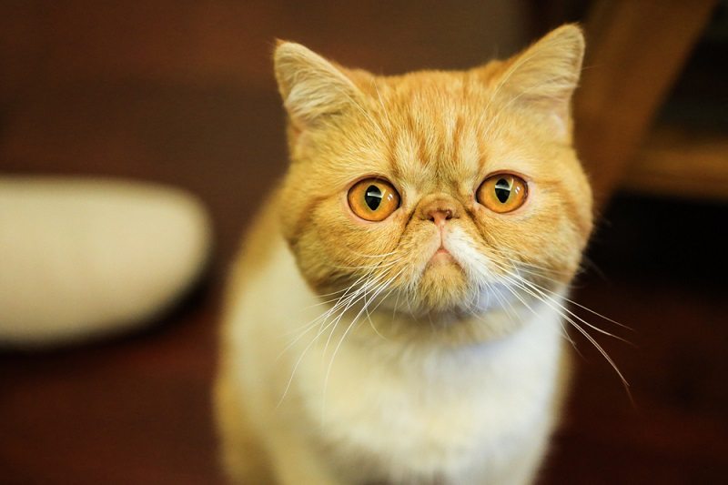 An Exotic Shorthair cat,or a garfield cat_evelyn jung_shutterstock