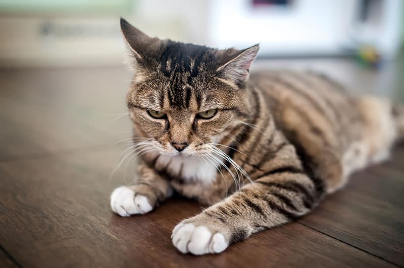 An angry brown and white cat with black stripes