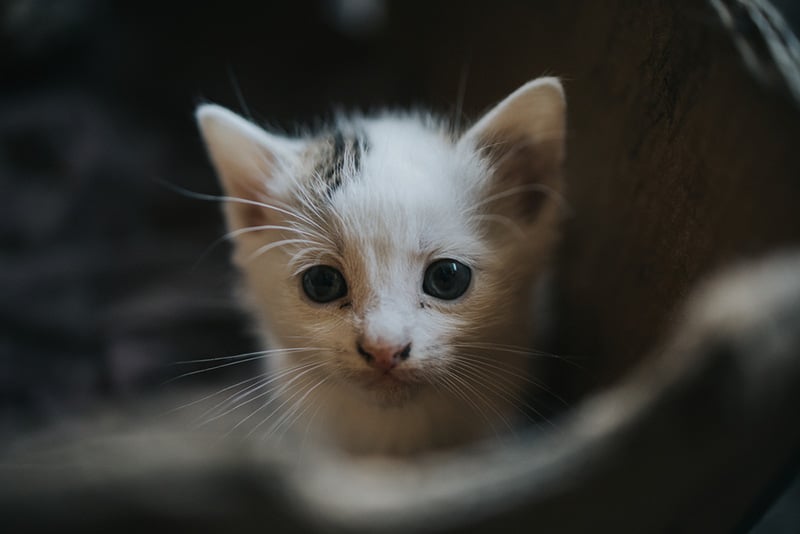 Anatolian Kitten Cat