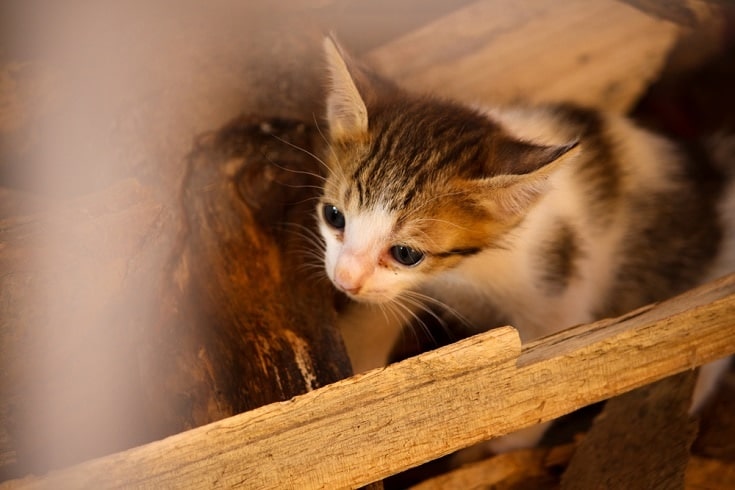 Arabian Mau kitten