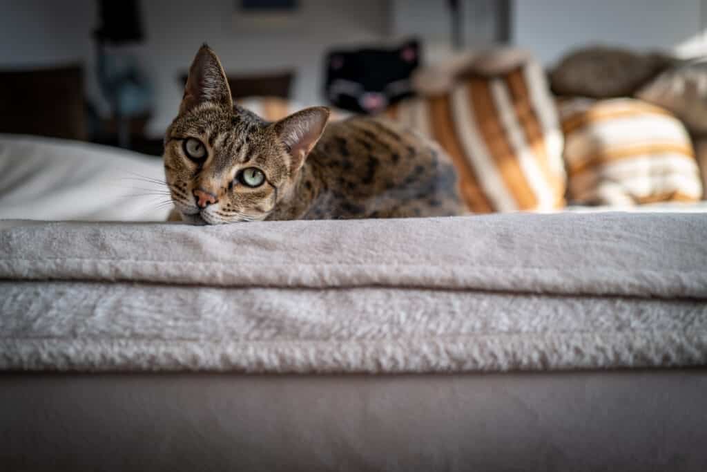 Ashera Cat Laying on a couch