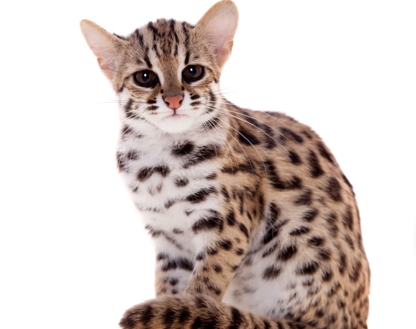 Asian Leopard cat_Rosa Jay_Shutterstock